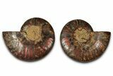Cut & Polished, Agatized Ammonite Fossil - Madagascar #318098-1